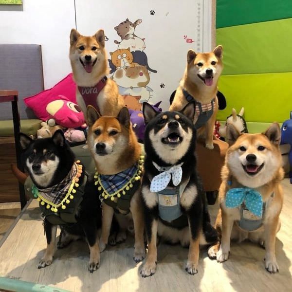 森林小徑健行店對寵物超友善